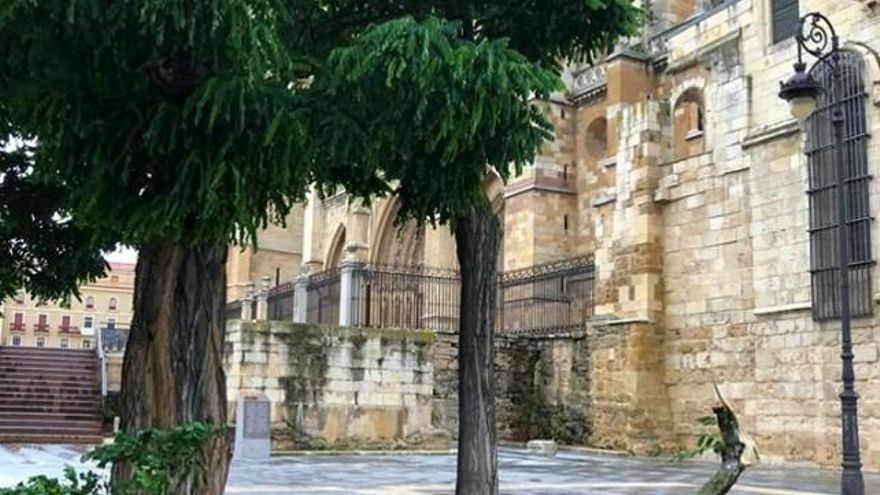 Uno de los ya escasos árboles en el entorno de la Catedral de León quedó ayer sábado aún más 'pelado' a causa del temporal. / Carlos S. Campillo
