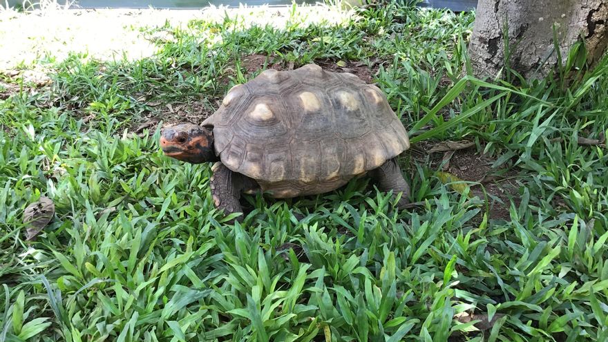 Estas reacciones se han observado en tortugas de patas rojas