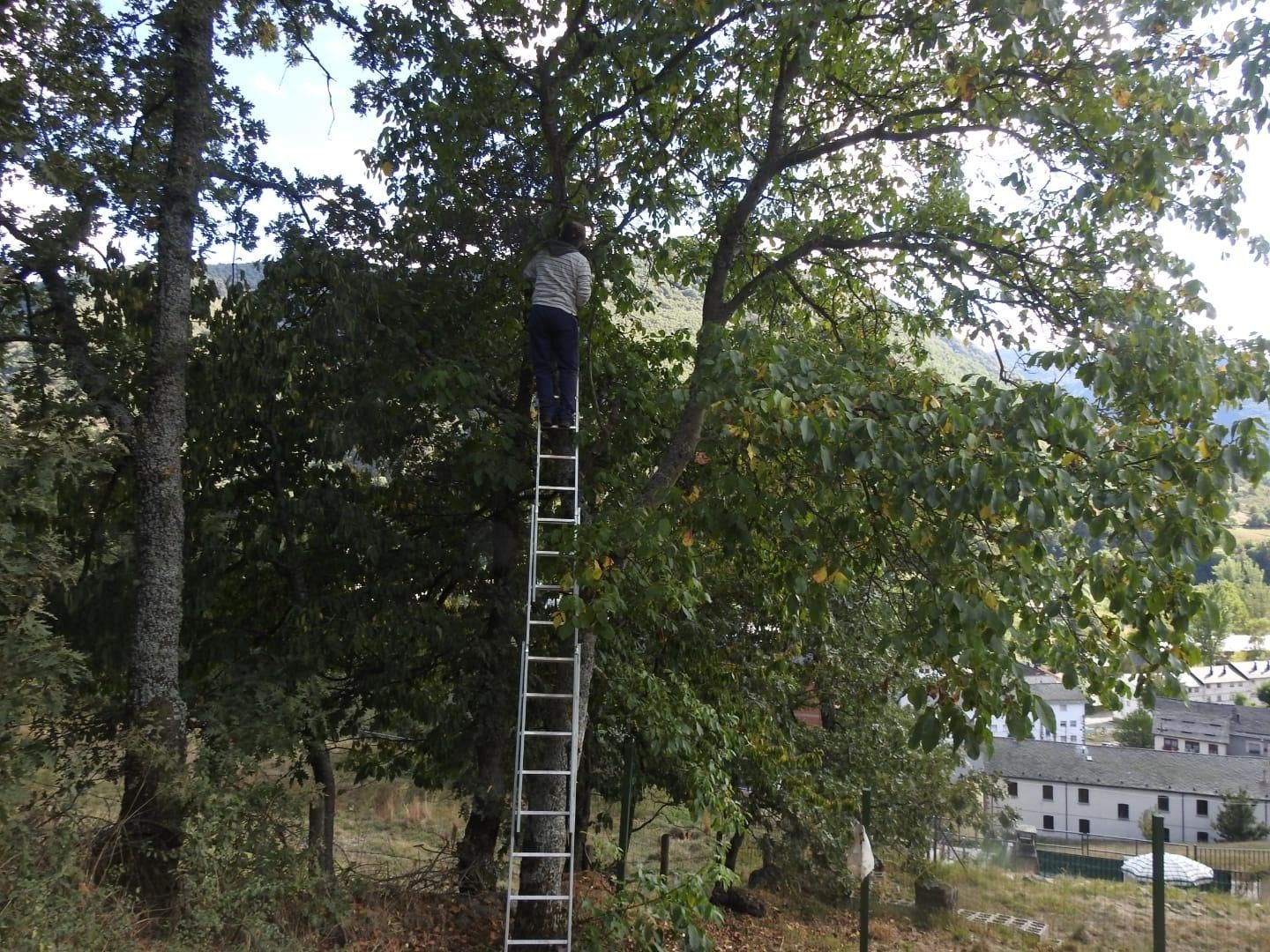 Víctor encaramado al árbol para recuperar el extraño objeto que quedó colgado de él.