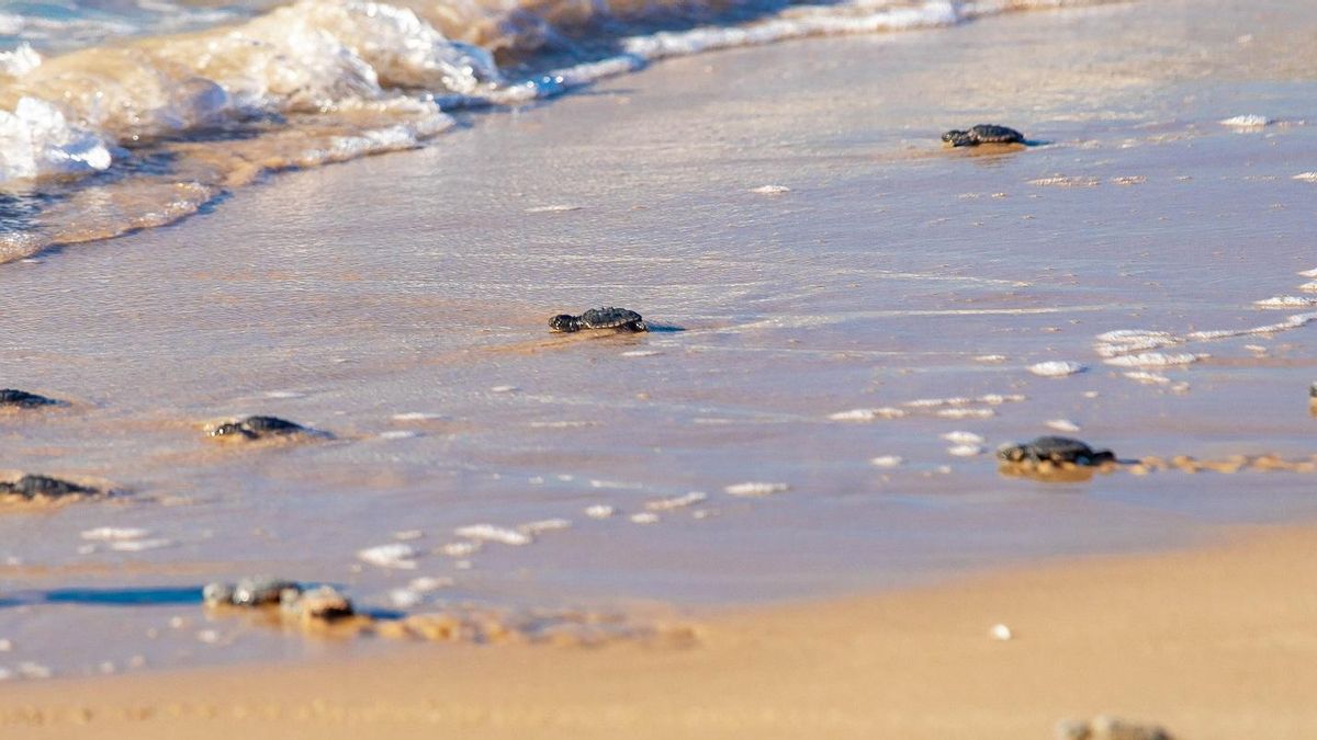 Las tortugas bobo nacidas en Cullera han vuelto al mar.