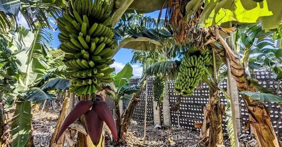 Mercosur y La Palma: el plátano vuelve a estar en la cuerda floja