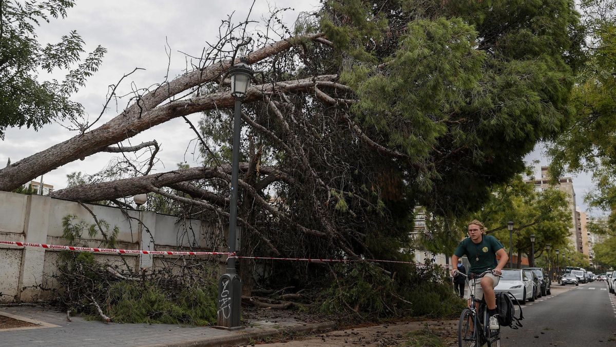 Un ciclista pasa junto a árbol caído durante este lunes. EFE/Manuel Bruque