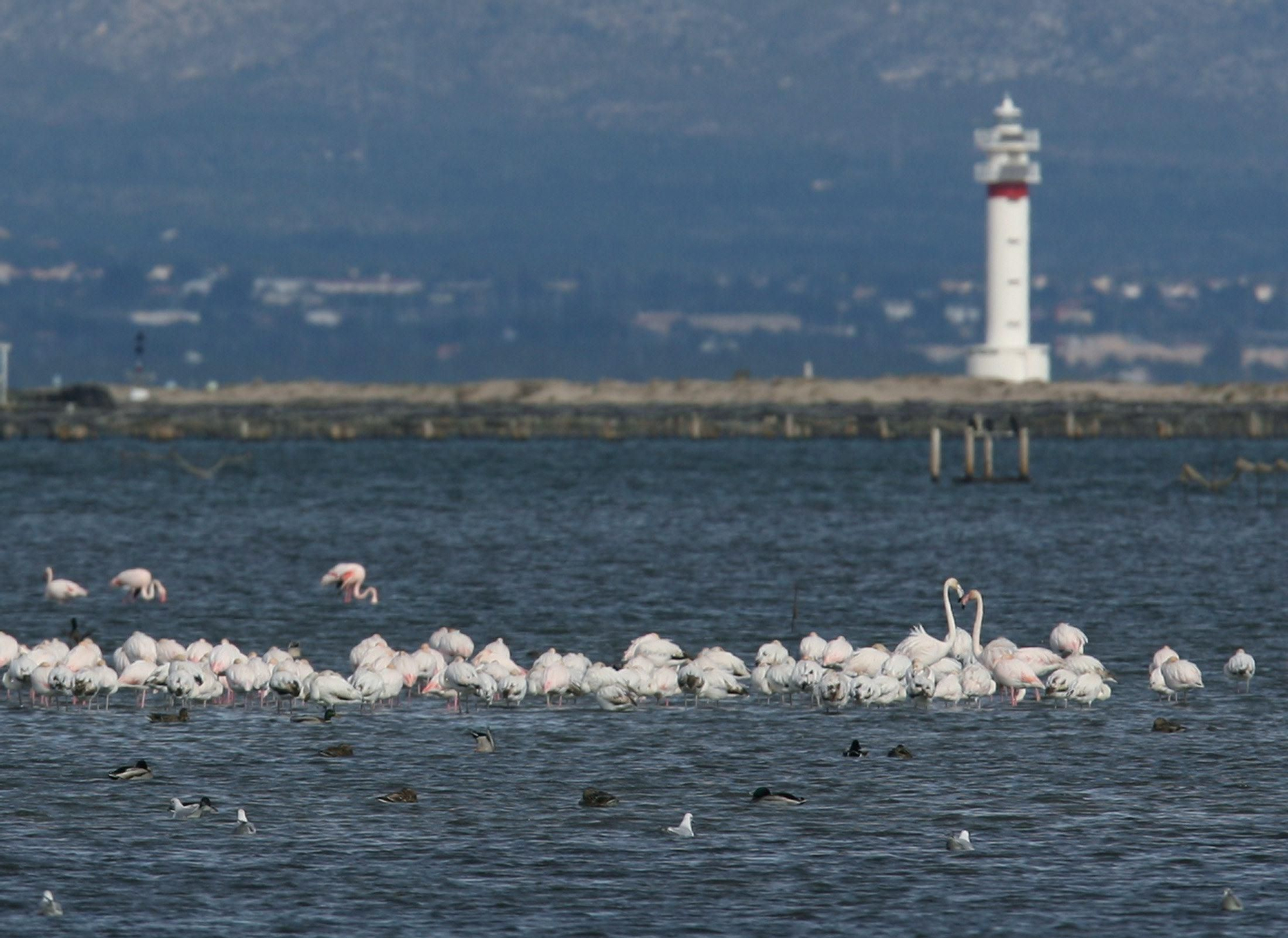 Fotografía de archivo de una bandada de flamencos en la laguna de Erfangar en el Parque Natural del Delta del Ebro