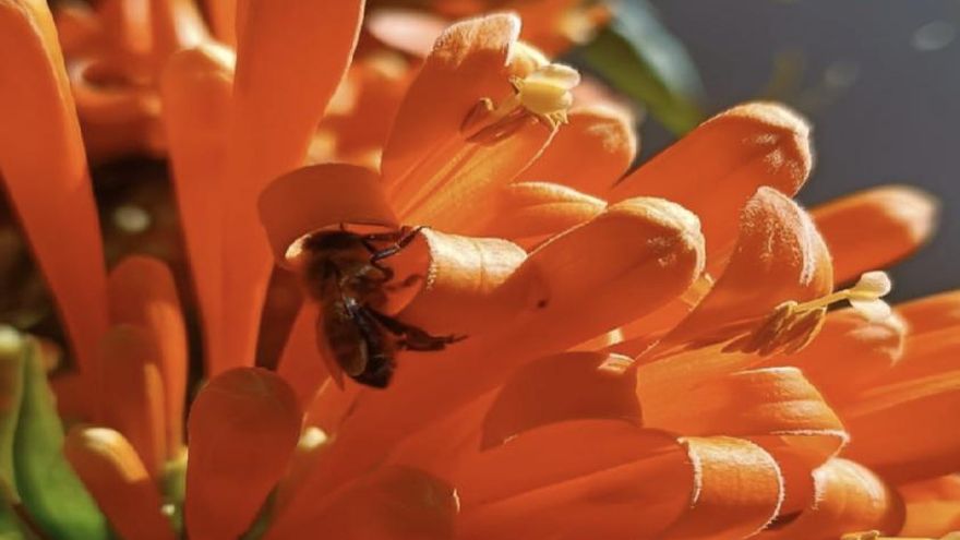 Los apicultores se movilizan contra la entrada de miel falsa