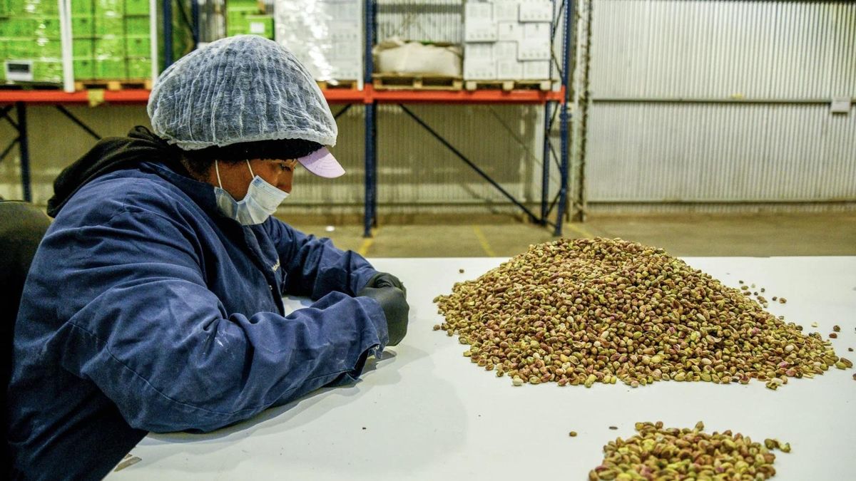 El control de calidad de las semillas de pistacho se realiza manualmente en Pistachos de los Andes, antes de ser envasadas al vacío y vendidas. A nivel mundial, se espera que la producción crezca un 7% este año hasta alcanzar 1,2 millones de toneladas.