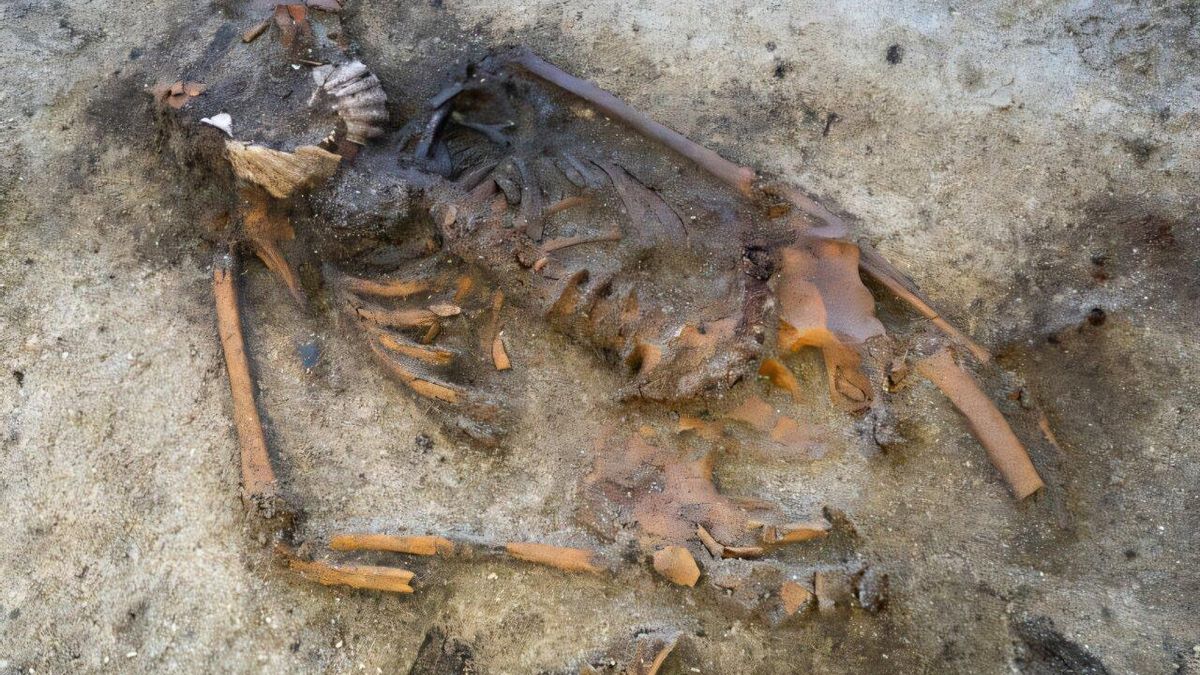 Una tumba vikinga del siglo IX revela un ritual desconocido en Noruega: vieiras sobre la boca