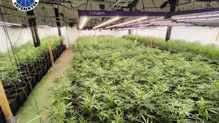 La Ertzaintza decomisa 1.500 plantas y 42 kilos de marihuana en pabellones de Irún y Lezo (Gipuzkoa)