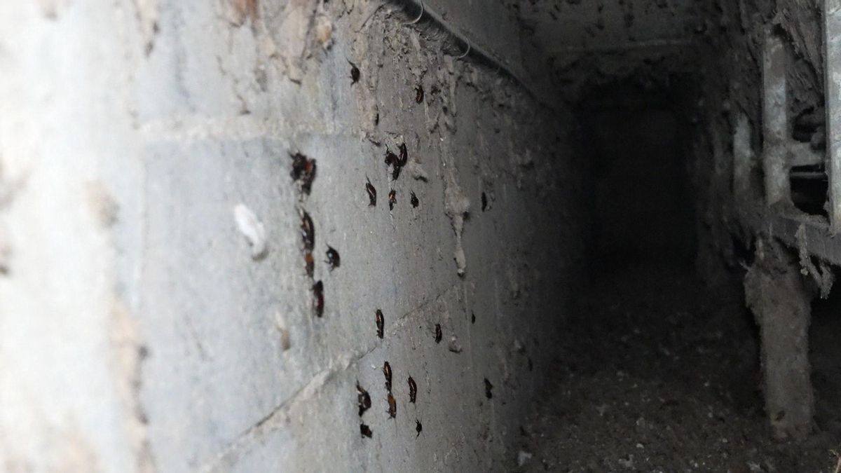 Cucarachas en la instalación de Mirabó.