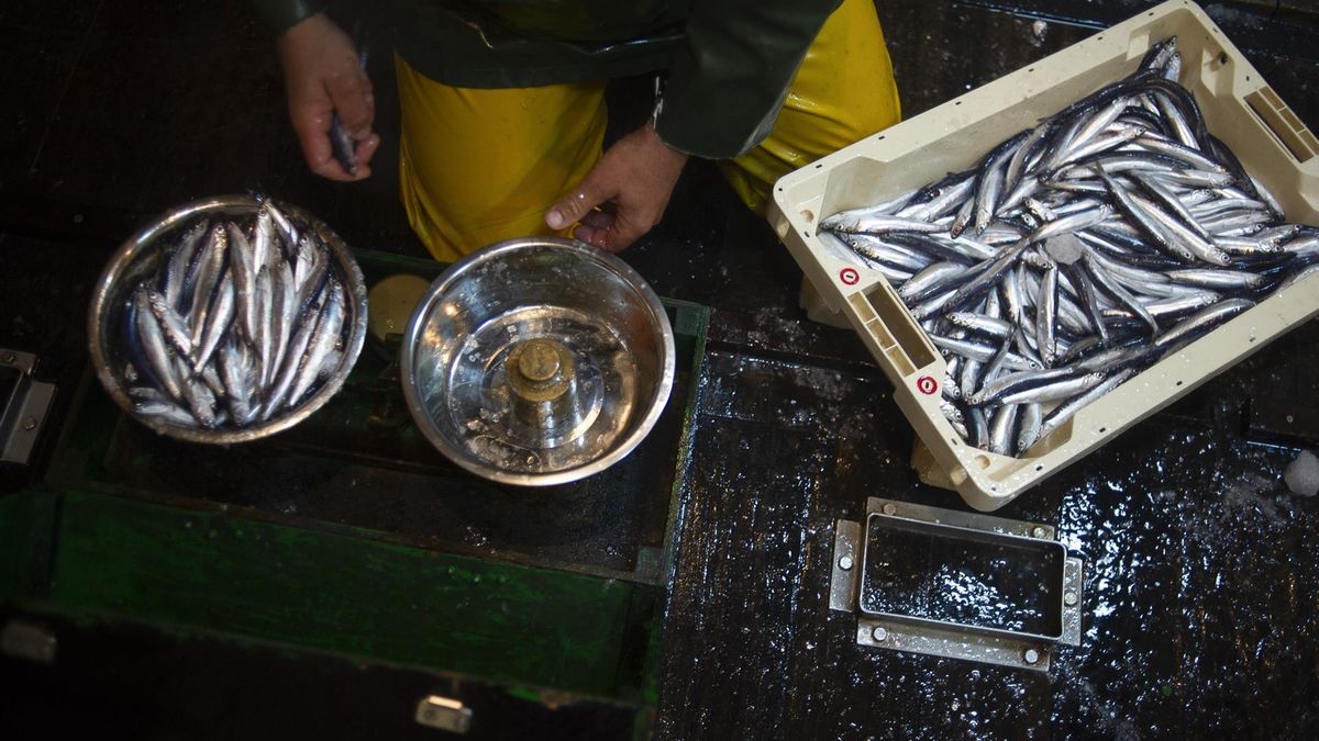 Imagen de recurso de anchoas antes de ser procesadas.