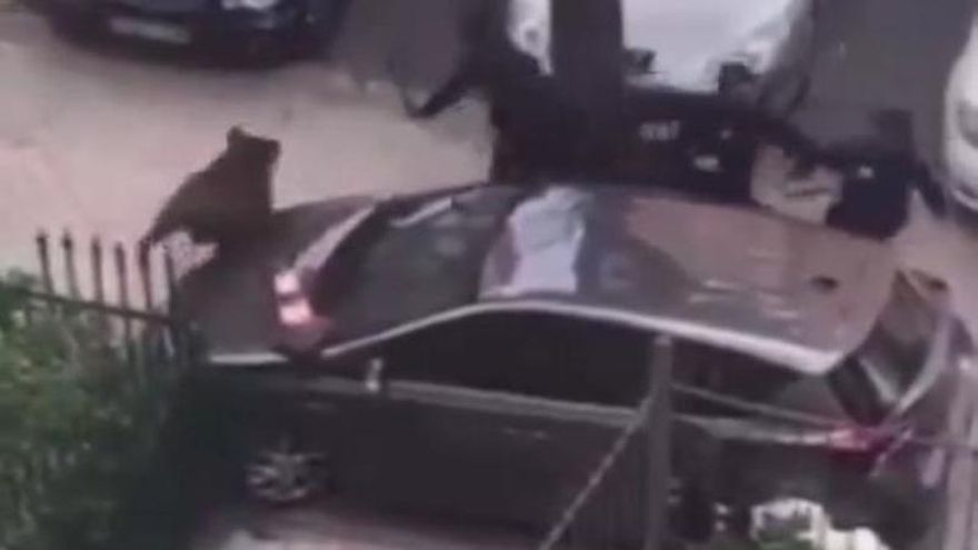 Un jabalí recorre las calles de Entrevías y son necesarios 15 policías para abatirlo después de dos horas de persecución