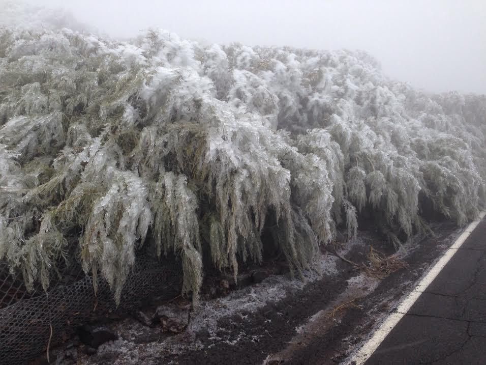 Retamones, este viernes,  en La Palma, cubiertos de centallada. Foto: ÁNGEL PALOMARES.