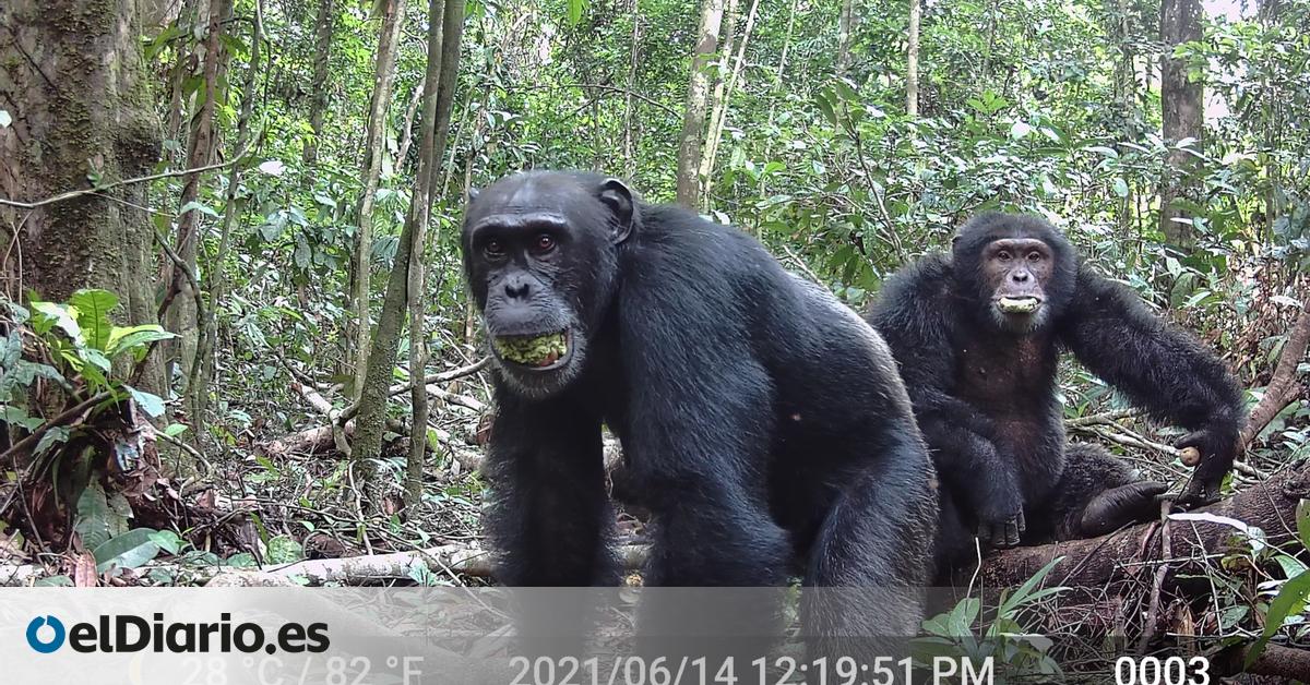Los chimpancés darían positivo en alcoholemia: consumen el equivalente a 2,6 copas de vino al día