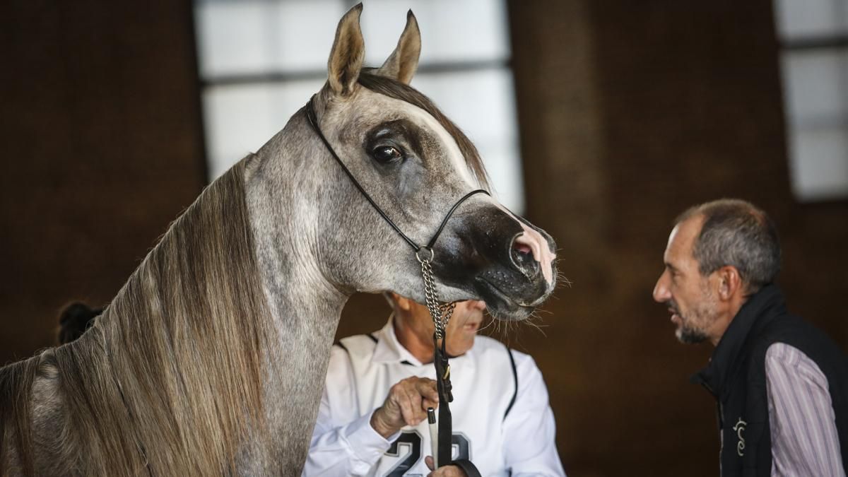 Campeonato Nacional de Caballos Árabes