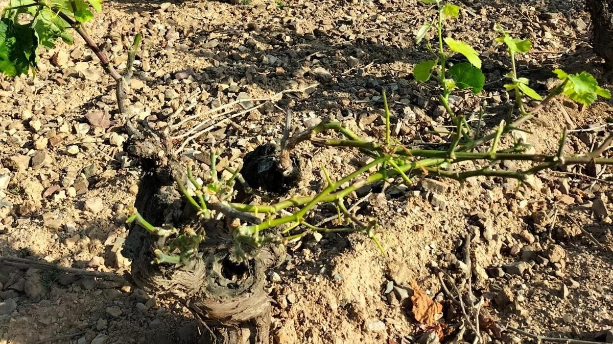 Agricultura propone medidas contra la plaga de conejos y ARAGA pide bonificaciones y ayudas para ponerlas en marcha
