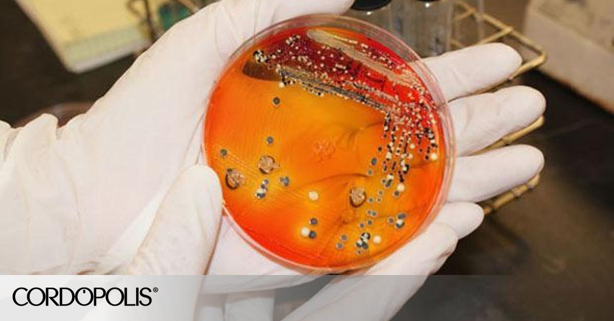 Diseñan una aplicación para detectar salmonela durante la fermentación