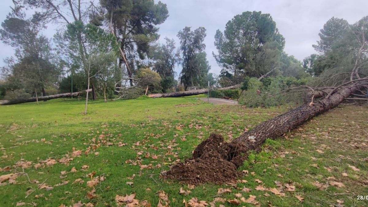 Daños en el parque Cruz Conde