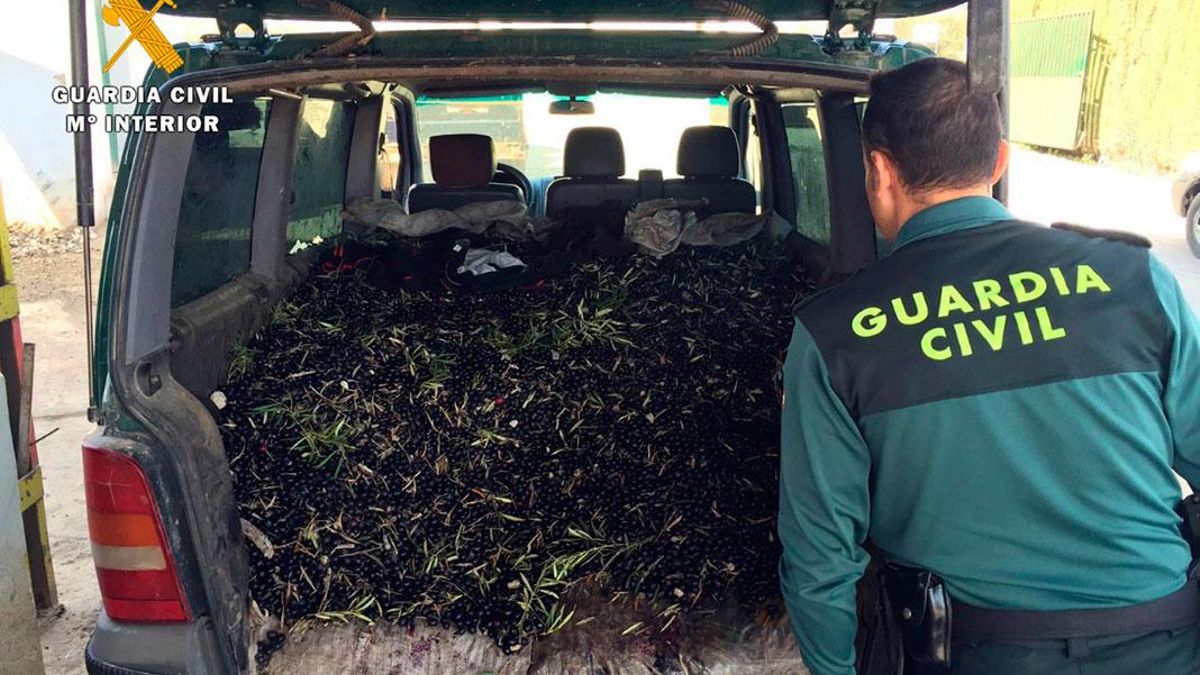 Aceitunas robadas y recuperadas por la Guardia Civil.
