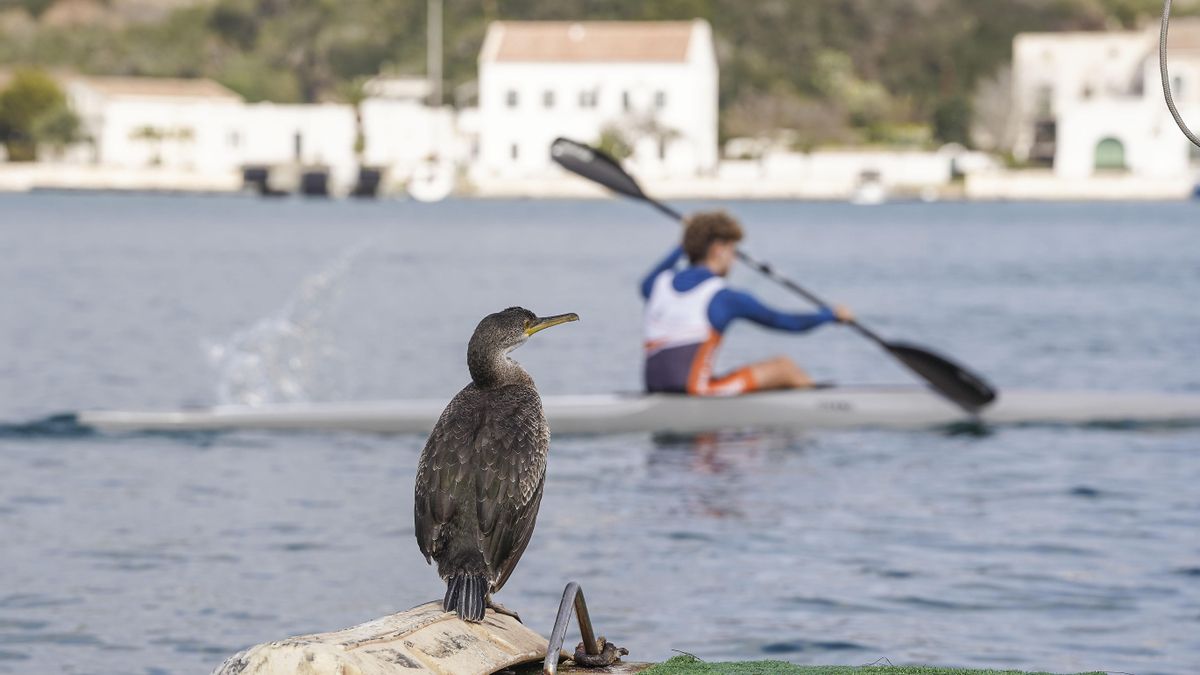 L’APB fa un pas decisiu per protegir les espècies que habiten el port de Maó