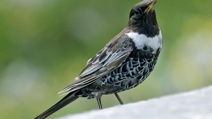 Cuando beber agua depende de tu lugar en el grupo: así condiciona la jerarquía a las aves