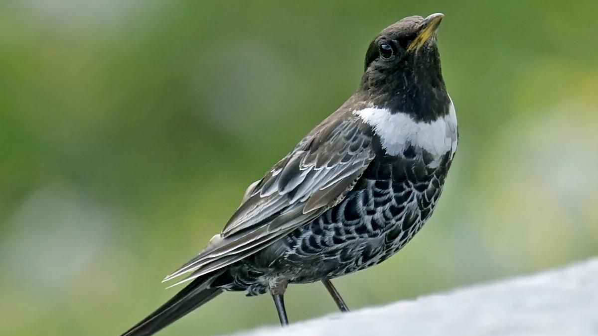 Cuando beber agua depende de tu lugar en el grupo: así condiciona la jerarquía a las aves