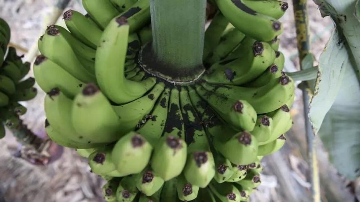 Imagen de archivo de una piña de plátanos en una finca de La Palma.