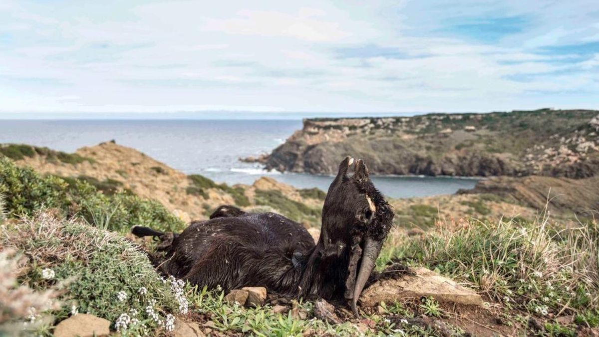 Las quejas de turistas y residentes acaban con cabras abatidas a tiros en Menorca: "Matarlas así es una salvajada"