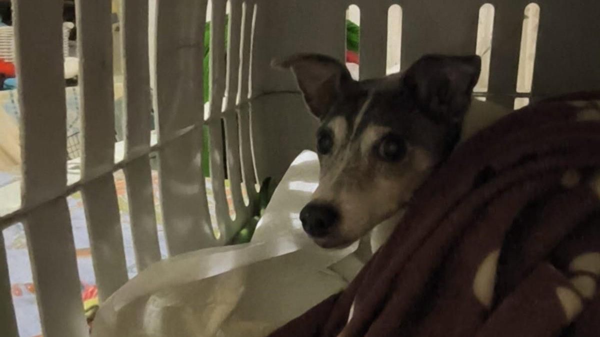 Pacma pide a Renfe que permita viajar con animales en los autocares que sustituyen a los trenes hacia Andalucía