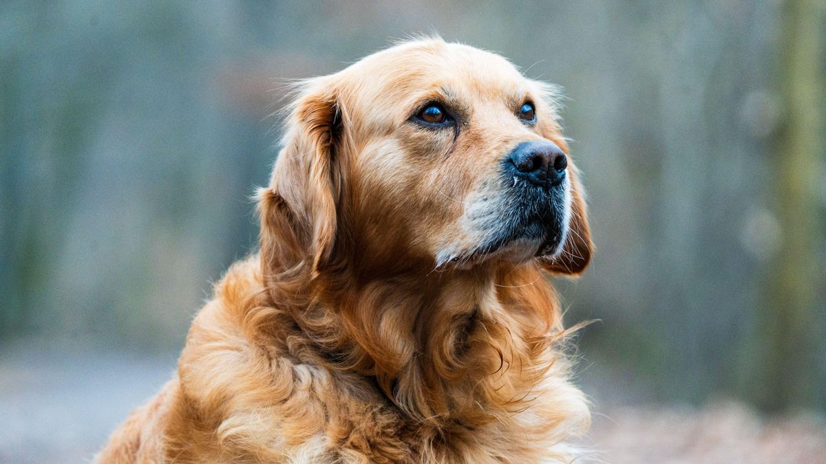 Los perros grandes envejecen más rápido y la respuesta puede estar en estos genes