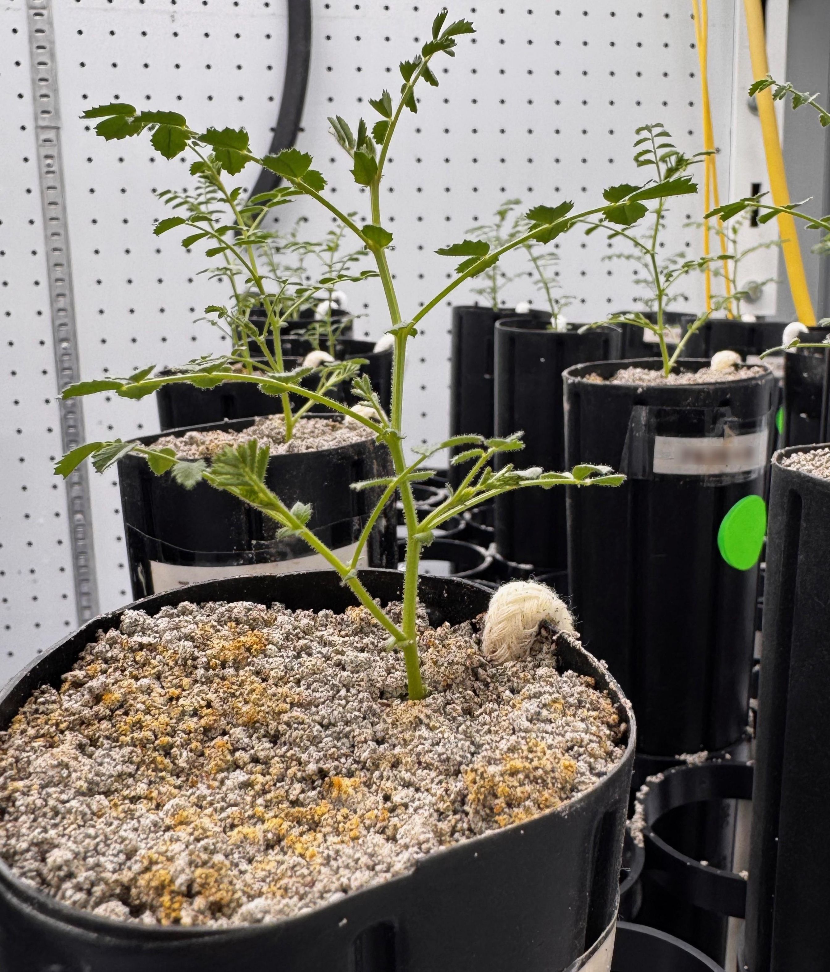 Aspecto de las plantas de garbanzos plantadas en regolito lunar simulado.