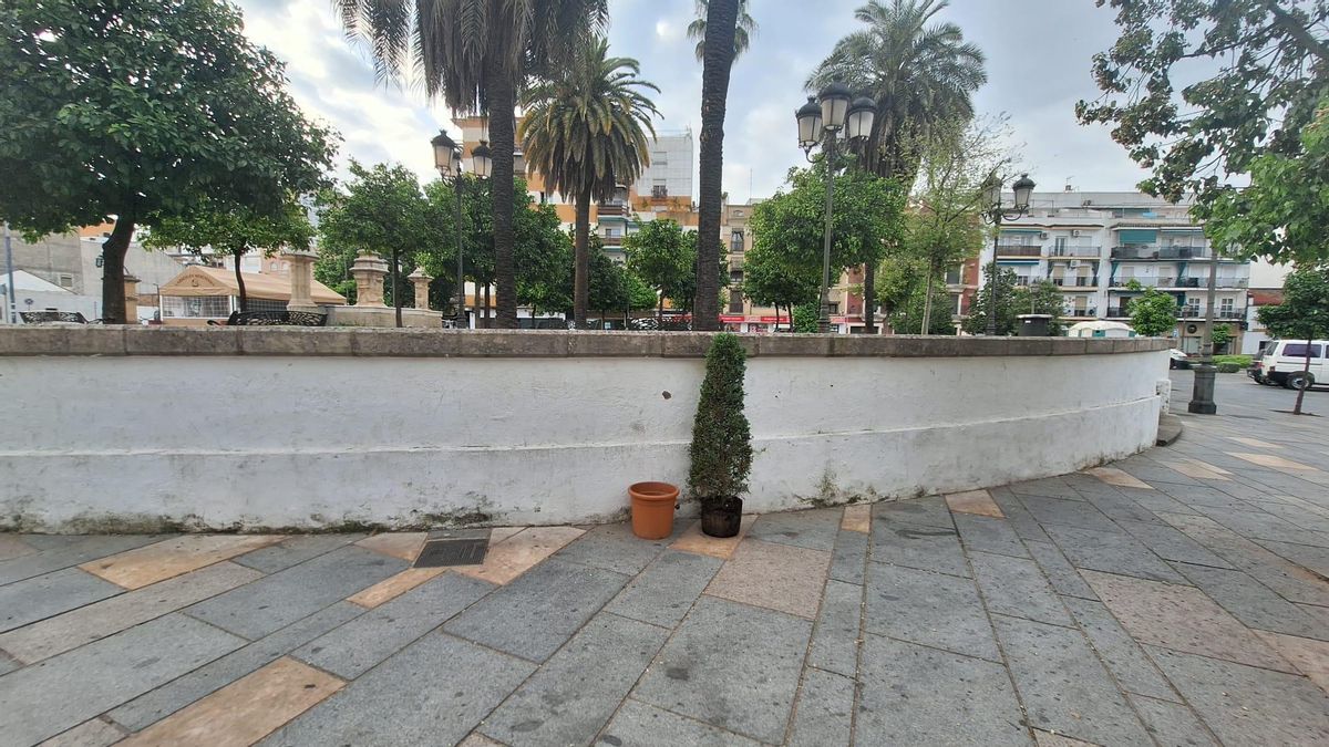 Aparece en el Alpargate un pino en maceta sustraído de la puerta de un patio de Córdoba