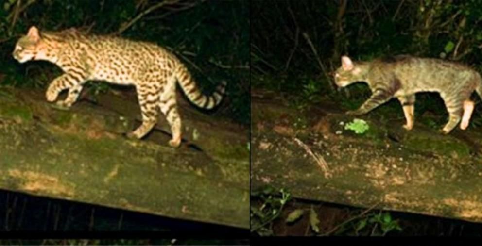 Cámaras trampa muestran que gatos silvestres y domésticos circulan por el mismo camino, lo que eleva el riesgo de transmisión de patógenos. A la izquierda, un gato montés (Leopardus geoffroyi) y a la derecha, un gato doméstico (Felis catus). Foto: Informe anual Geoffroy's Cat Working Group 2025