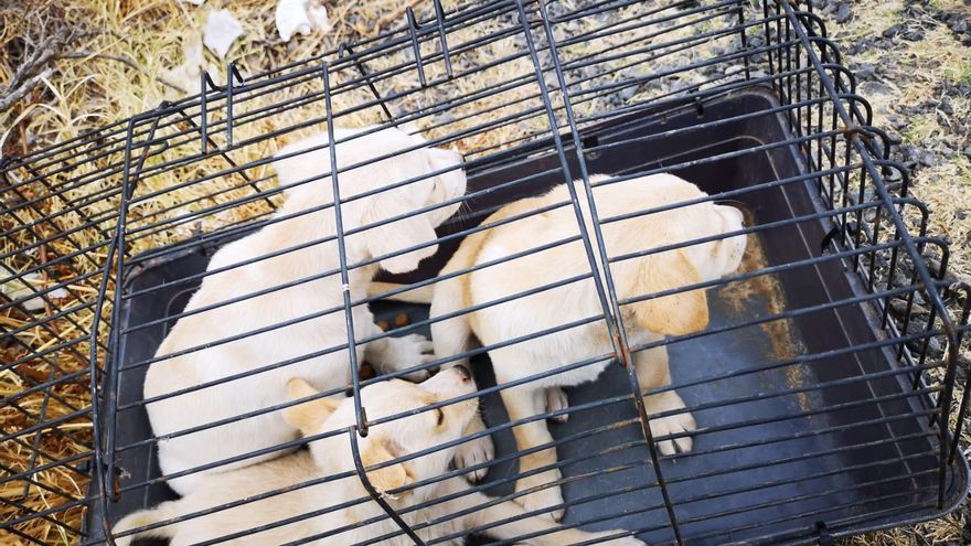 Tres de los cachorros encontrados e una carretera de Las Palmas de Gran Canaria