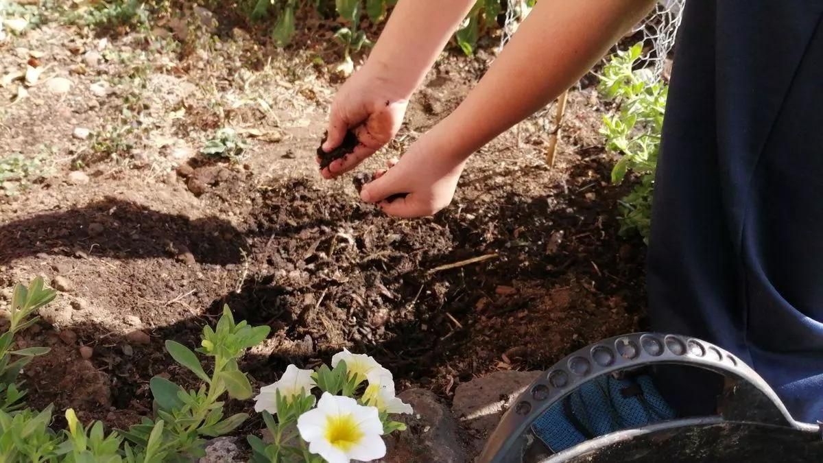 Imagen de archivo de colocación de compost en un cultivo.