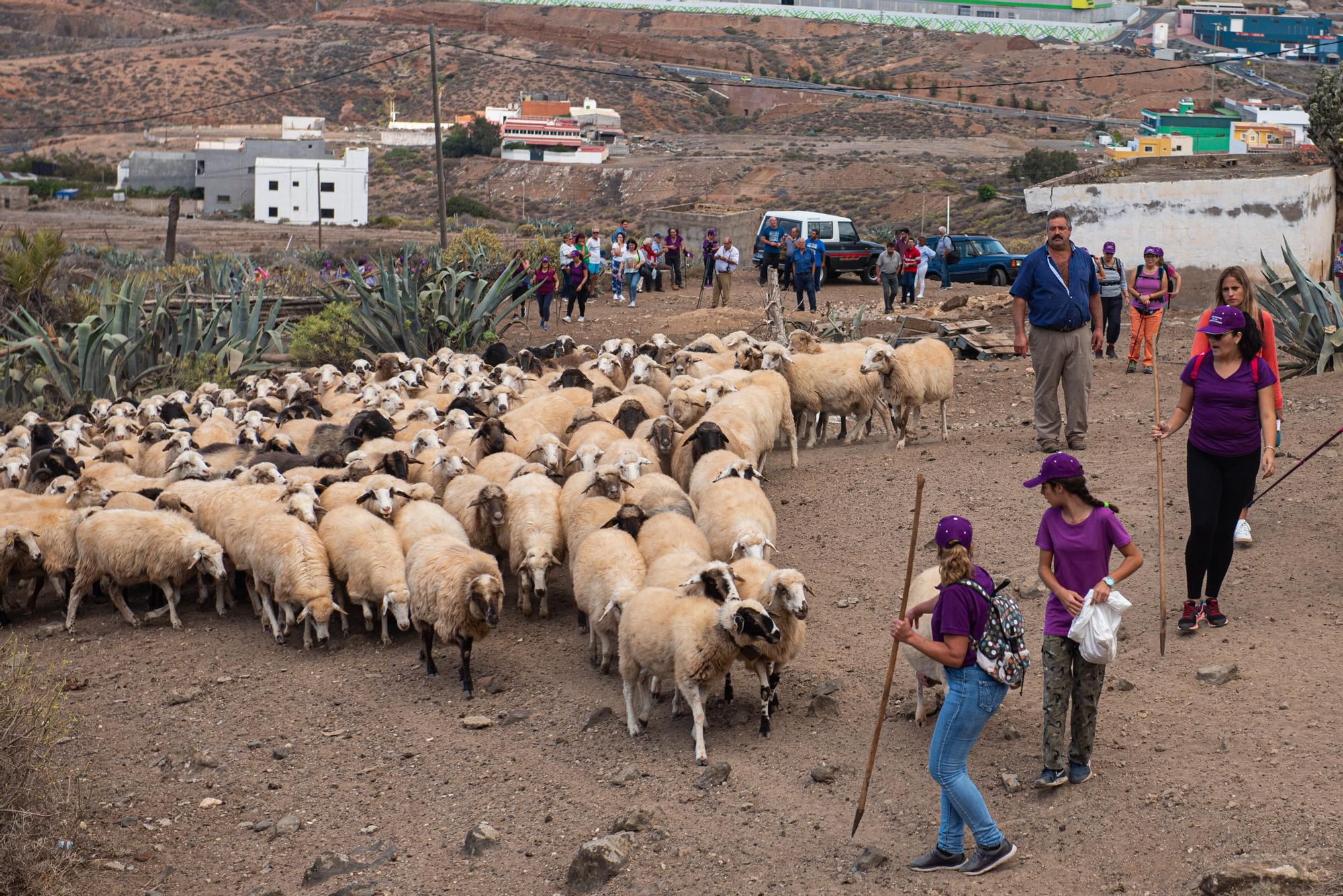 Primera trashumancia femenina en Canarias.