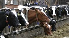 Vacas de leche estabuladas.