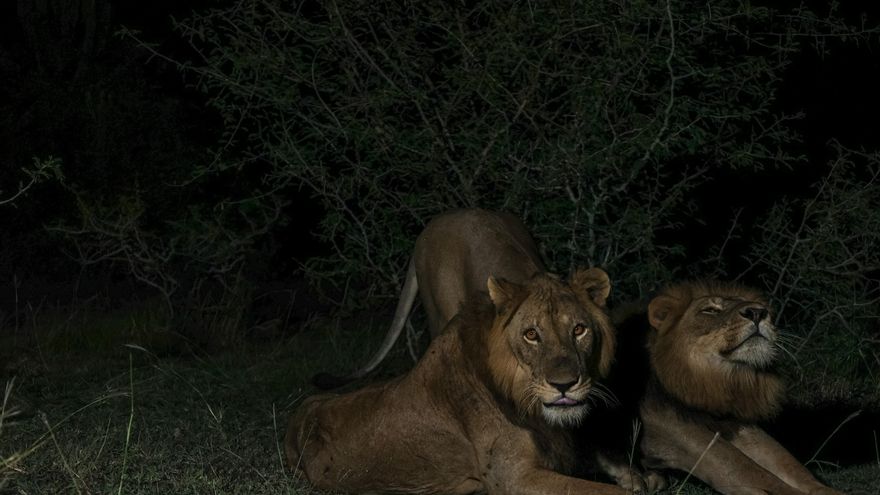Filman a dos leones nadando una distancia récord en un río infestado de cocodrilos e hipopótamos
