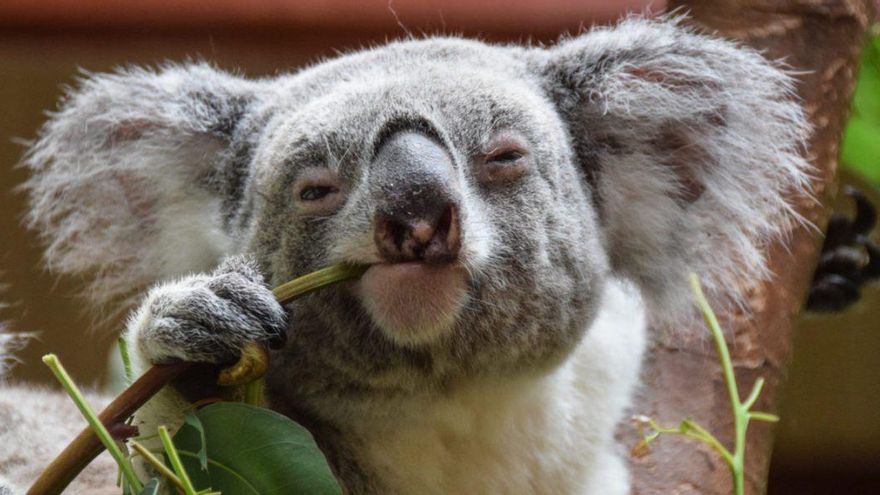 ¿Por qué se está llevando a cabo la matanza de koalas desde helicópteros en Australia como medida de conservación?
