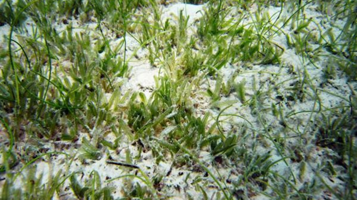 El Mediterráneo se “tropicaliza”: aparece por primera vez en Balears una planta invasora de zonas mucho más cálidas