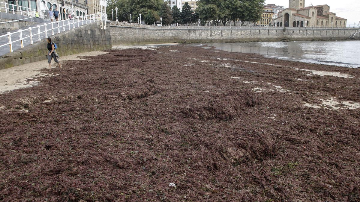 La playa de San Lorenzo en Gijón se llena de carbón y algas