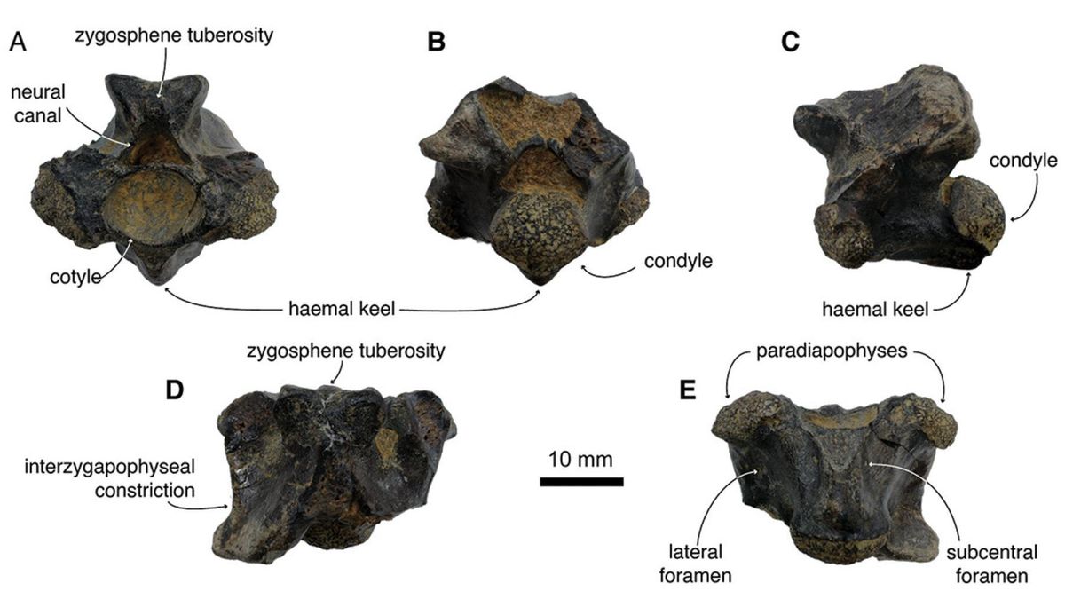 La ausencia previa de pruebas había dejado un vacío difícil de explicar en la fauna antigua de la isla