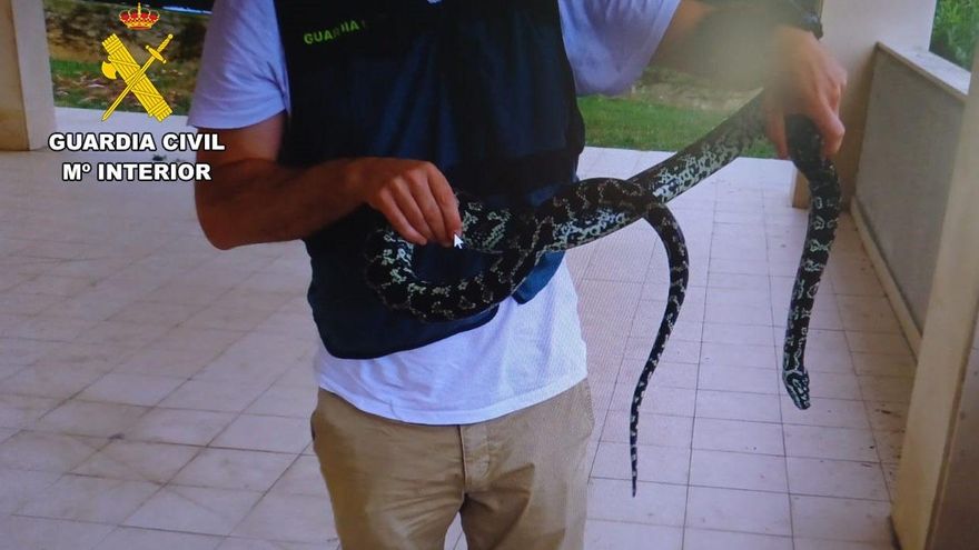 Pitón que tenía un hombre en su vivienda de Santander sin autorización y que se escapó del domicilio por una ventana