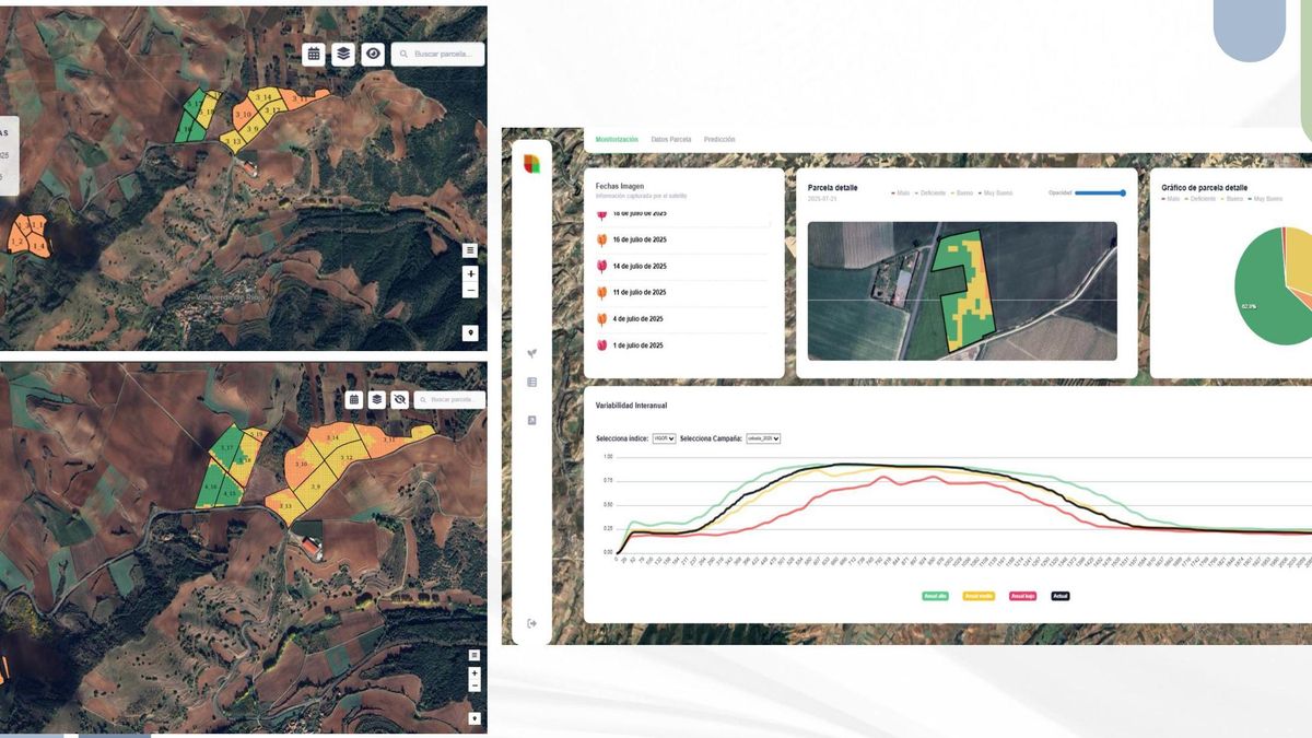 Una nueva aplicación digital con datos de satélites e inteligencia artificial permitirá mejorar la productividad de las parcelas agrícolas
