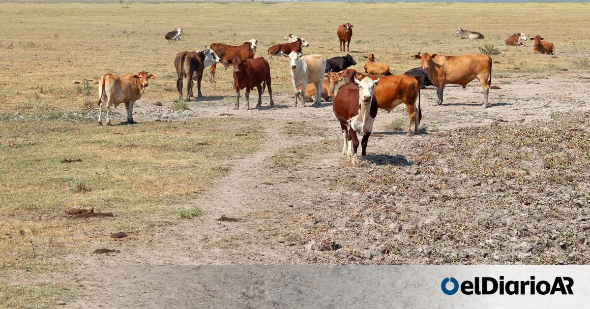 Merval Cotizacion Acciones Telecom Argentina Acciones Argentinas