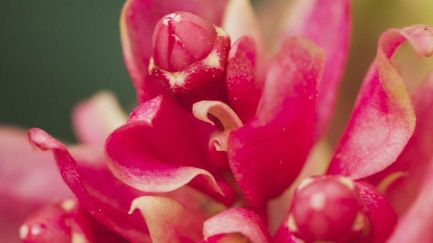 Si cuidas bien tu cactus de Navidad lo verás florecer cada invierno