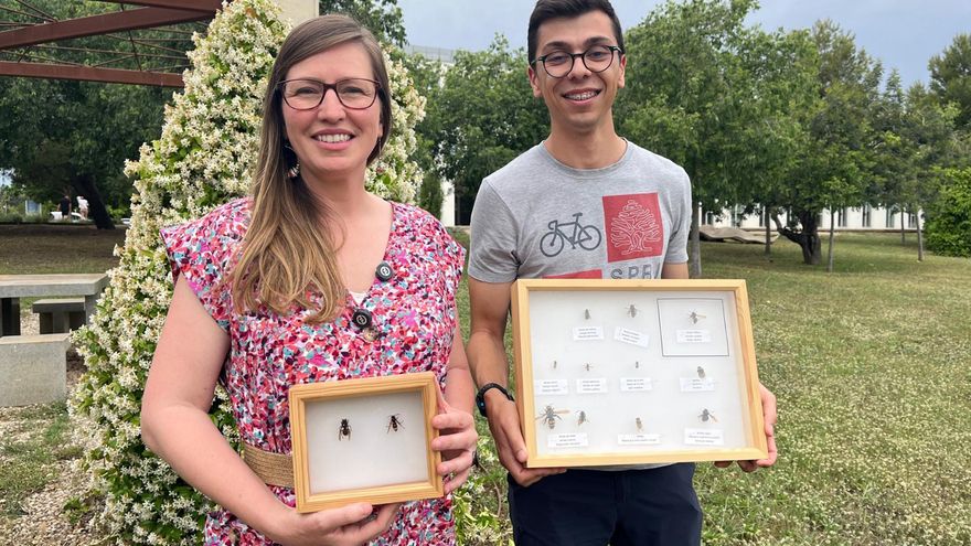 Desarrollan un proyecto de IA contra las avispas invasoras que amenazan la apicultura