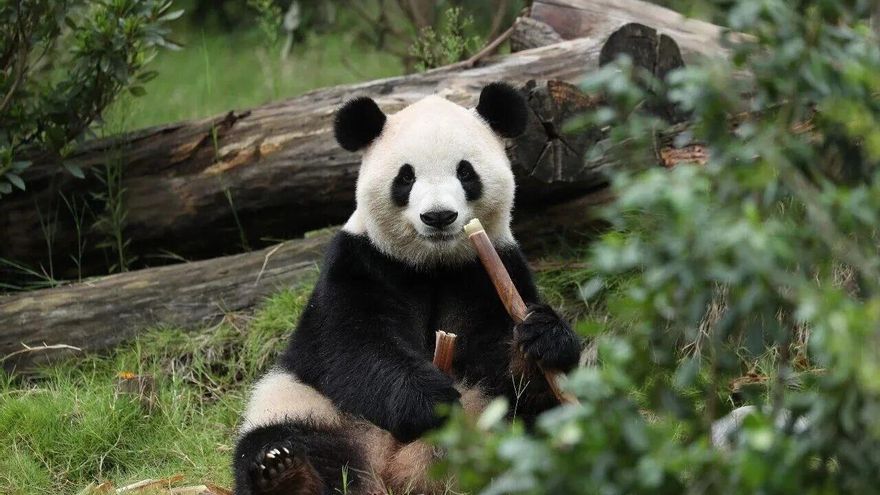 China envía dos osos panda a Estados Unidos: así funciona la llamada 'diplomacia del panda'