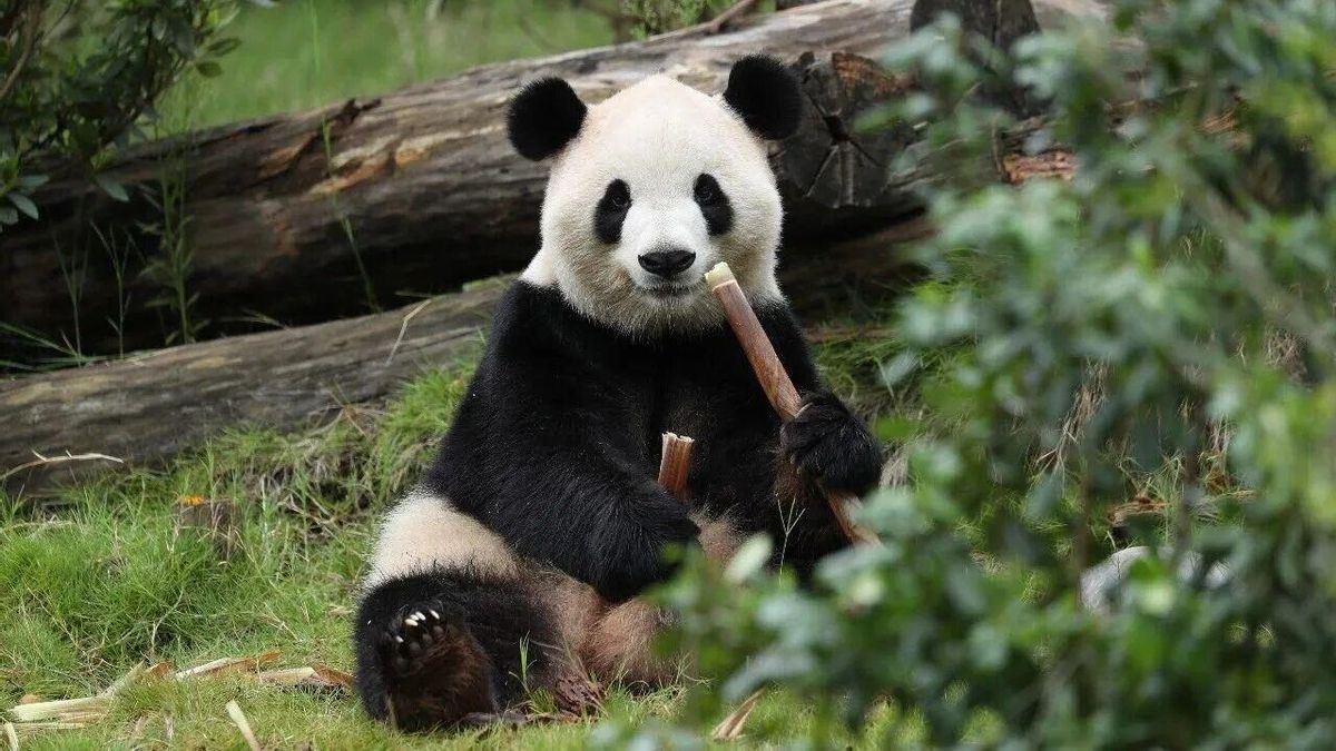 China envía dos osos panda a Estados Unidos: así funciona la llamada 'diplomacia del panda'