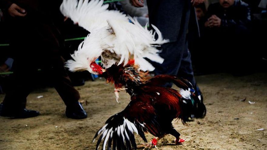 Trece detenidos por peleas clandestinas de gallos en Tordesillas (Valladolid)