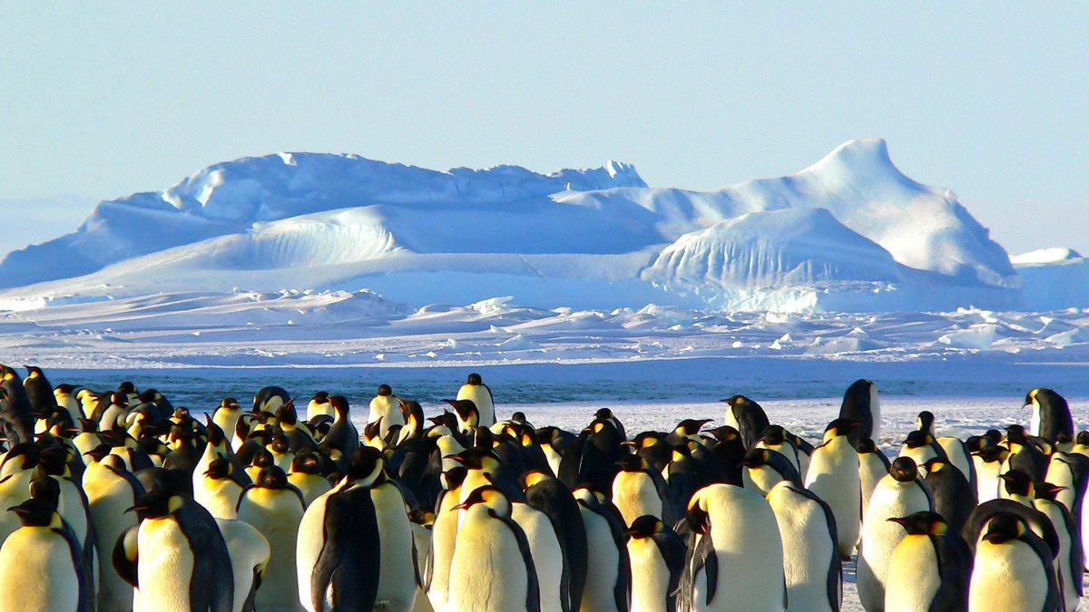 Un grupo de pingüinos.