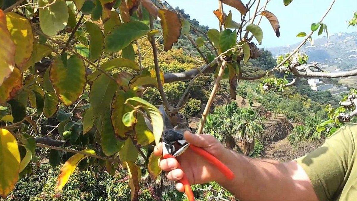 Frutales en El Bierzo.